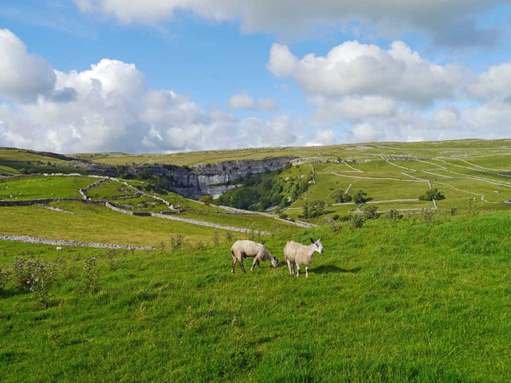 Bluefaced Leicesters in Malham