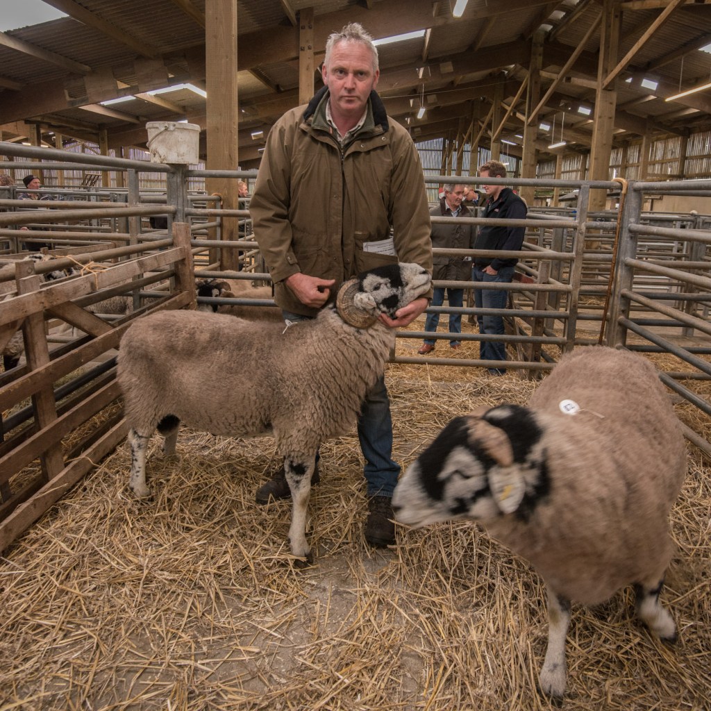 Swaledale Rams in the pens before the sale at Hawes Auction Mart