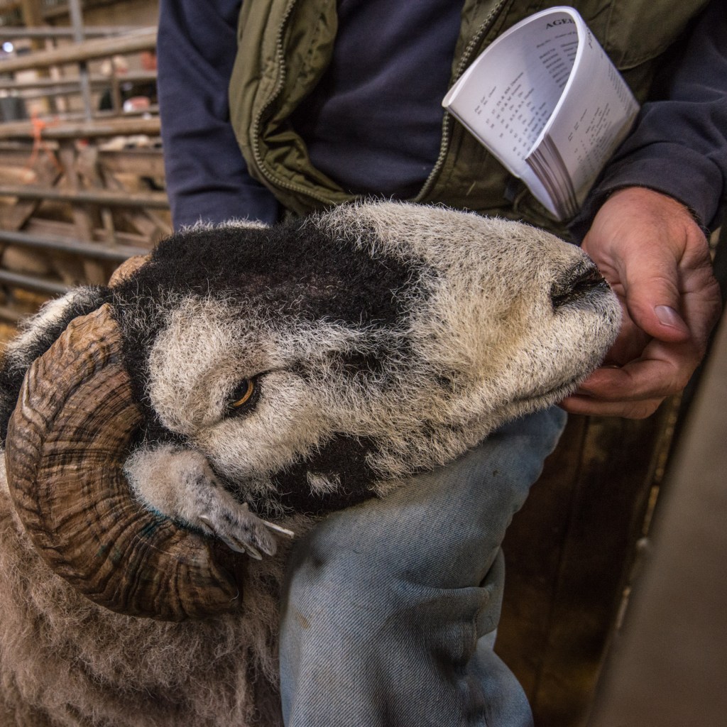 Swaledale Tup at Hawes
