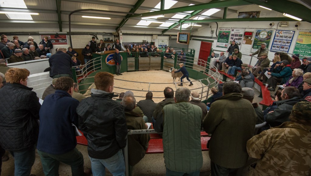 Hawes Auction Mart: Tup Sales in October