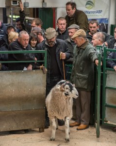 Hawes Auction Mart, Swaledale Tup Sale