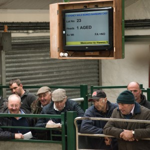 Hawes Auction Mart, looking on
