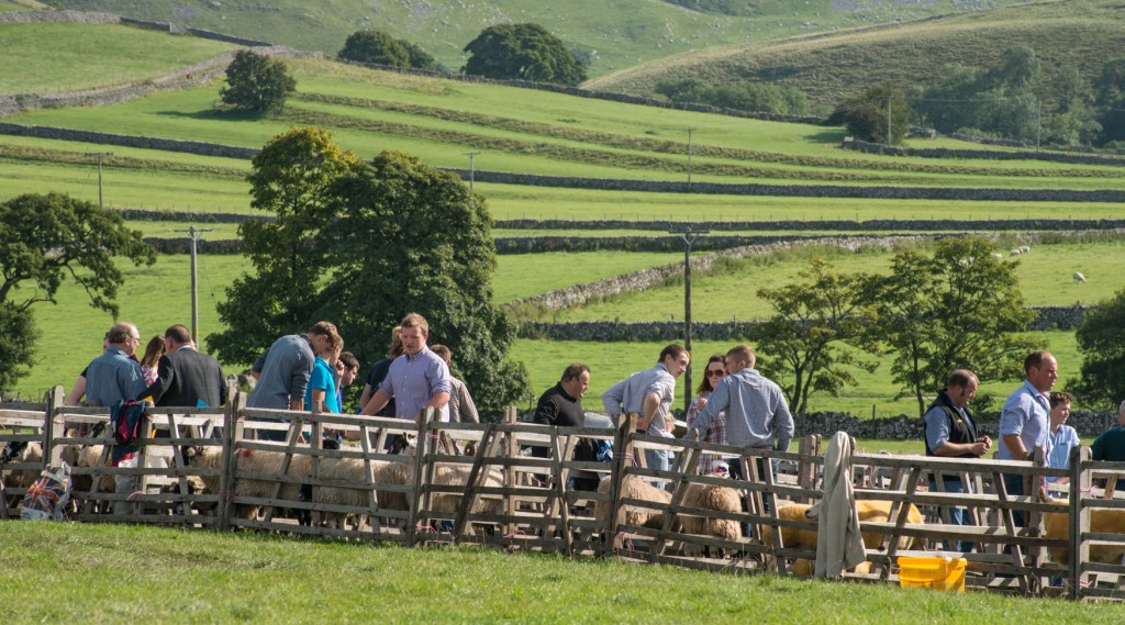 Sheep showing at Malham Show