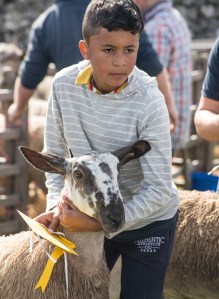 Showing Mules at Malham Show
