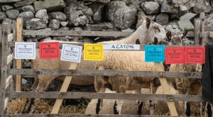 Sheep at Malham Show 2016