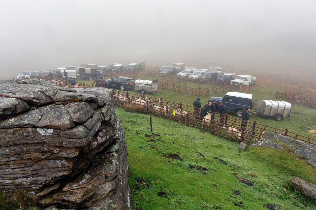 Tan Hill Open Swaledale Sheep Show