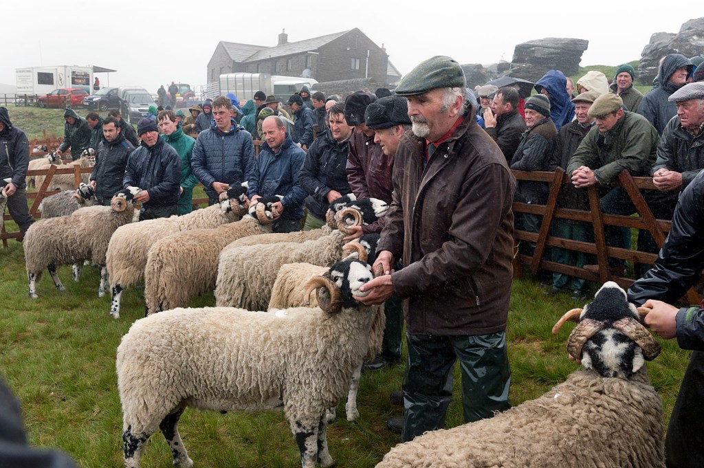 Tan Hill Open Swaledale Sheep Show