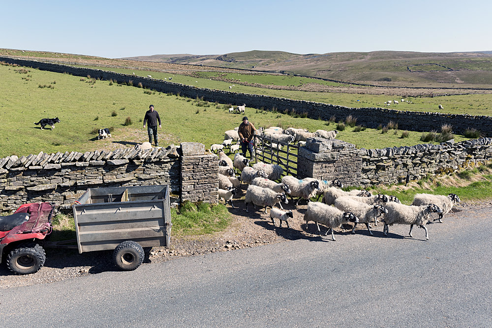 Swaledale, Yorkshire Dales, bringing ewes and lambs down to the farm