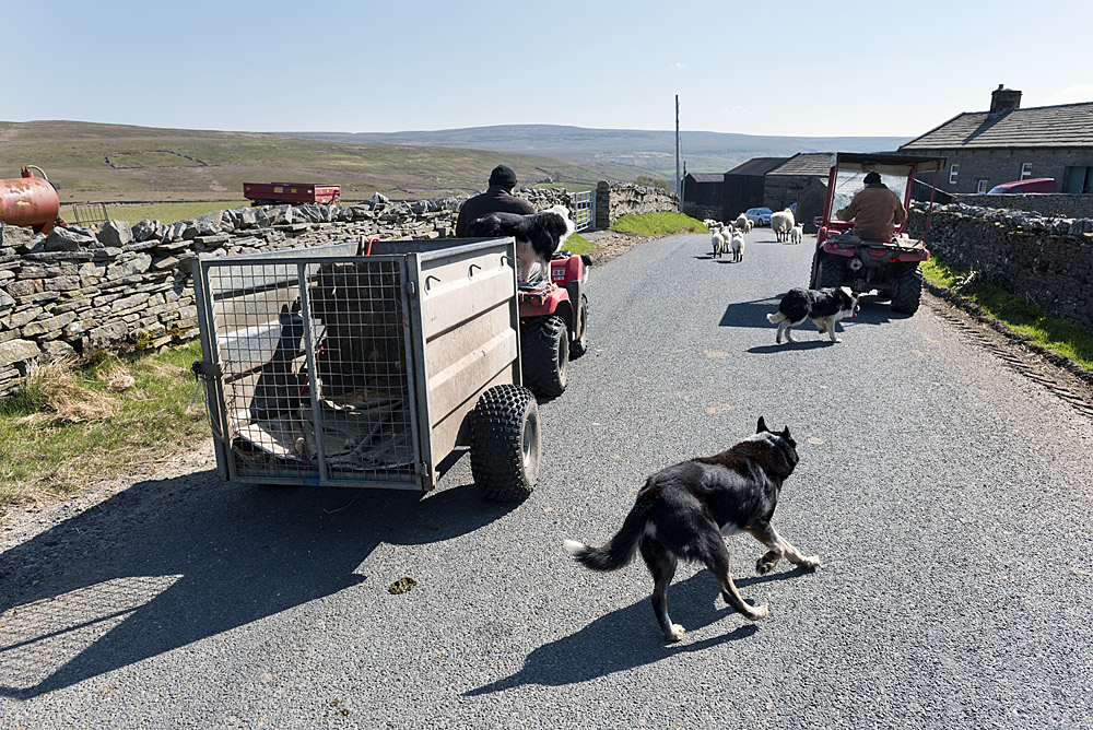 Yorkshire Dales, Farmers driving sheep to the farm for tagging