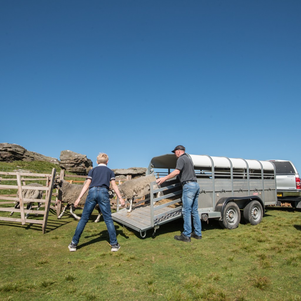ushering the sheep into the pens at the Tan Hill Show