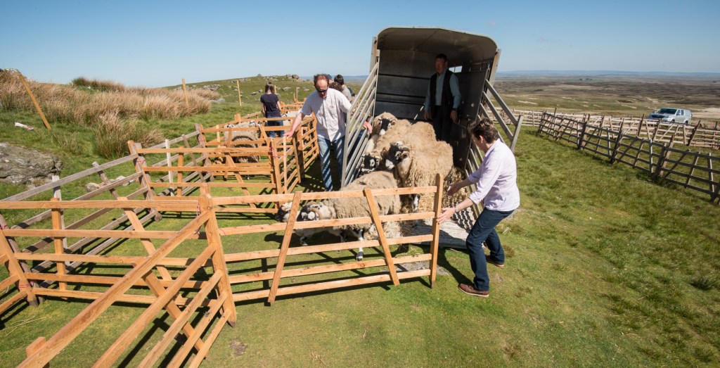 Holding the gates open for the show sheep