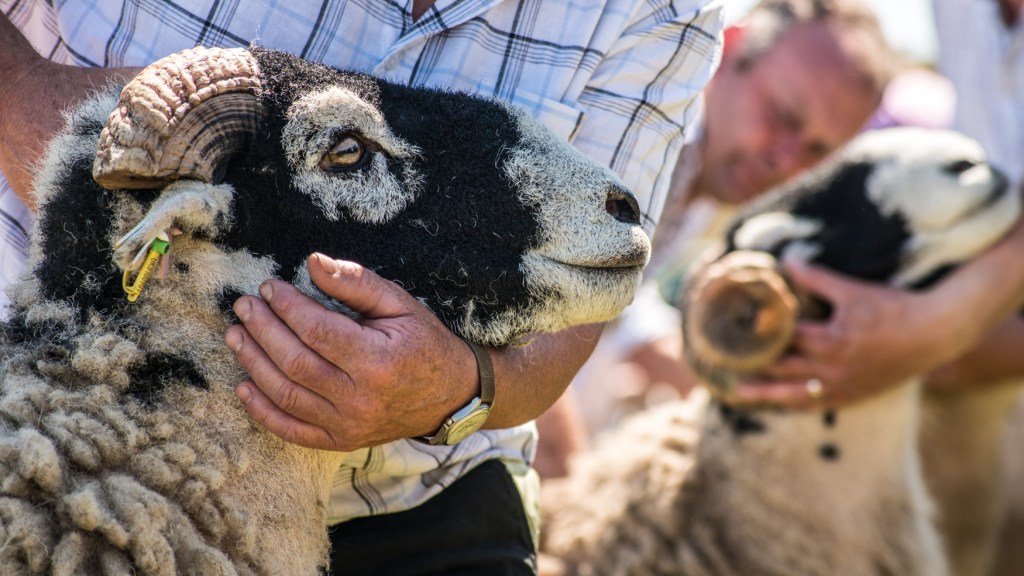 Cupping the head of a Swaledale in the line to be judged