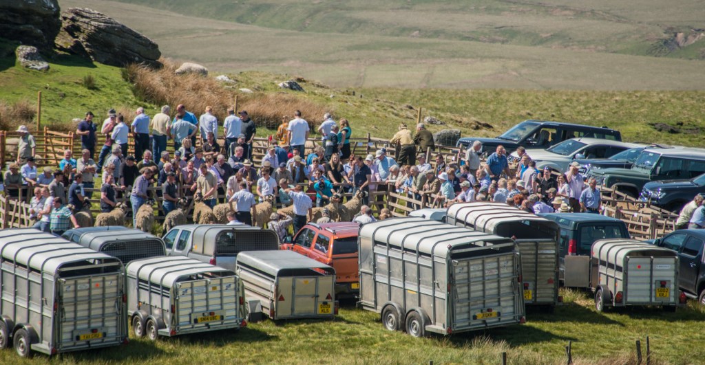 trailers and four-wheel drive vehicles fringe the edge of the show ground.