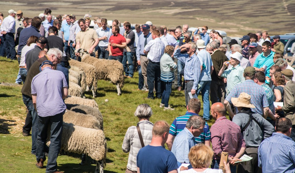 The line of swaledales being judged is interwoven by farmers and members of the public