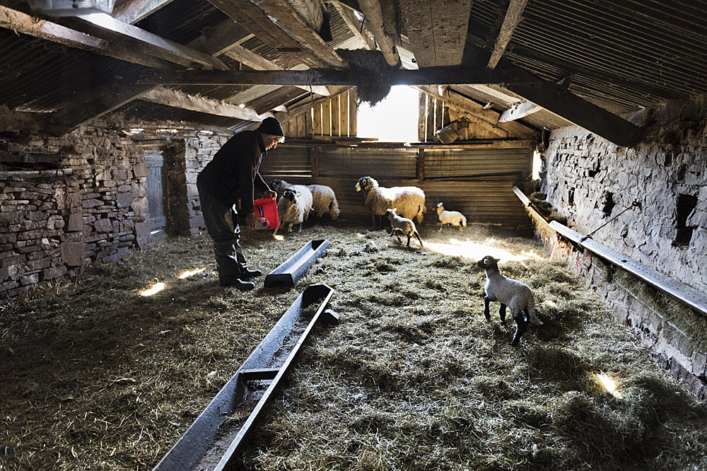 Sheep and lambs at Hoggarths Farm, Keld