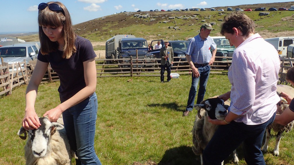 holding the sheep in the judging enclosure.