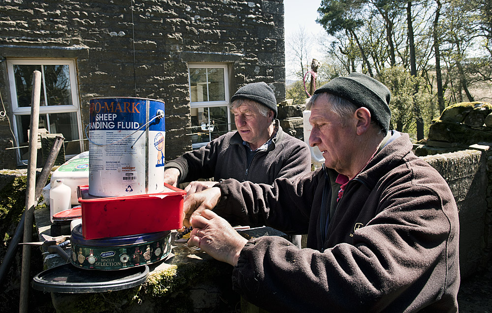 Preparing tags for new lambs, Hoggarths Farm