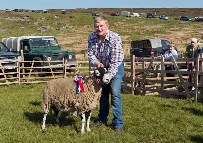 Prize winning Swaledale sheep at Tan Hill, 2017