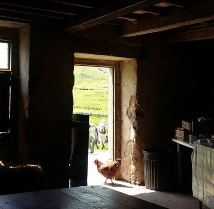 Chickens and walkers at Yockenthwaite Farm