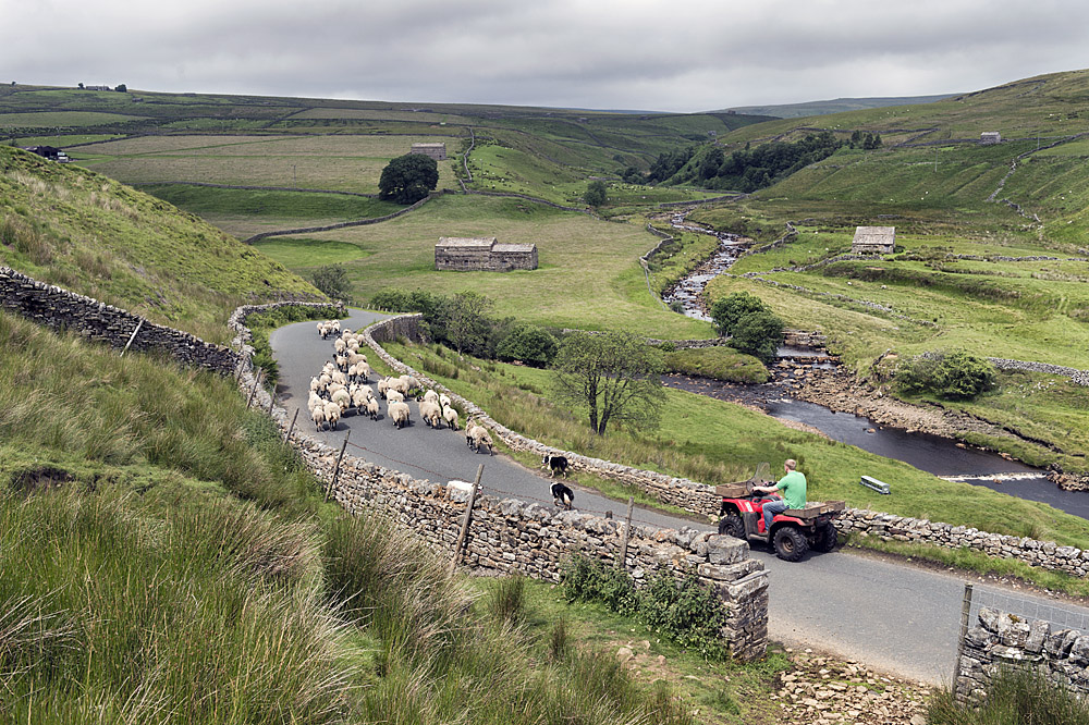 Bringing swaledales from the pastures to the farm for shearing
