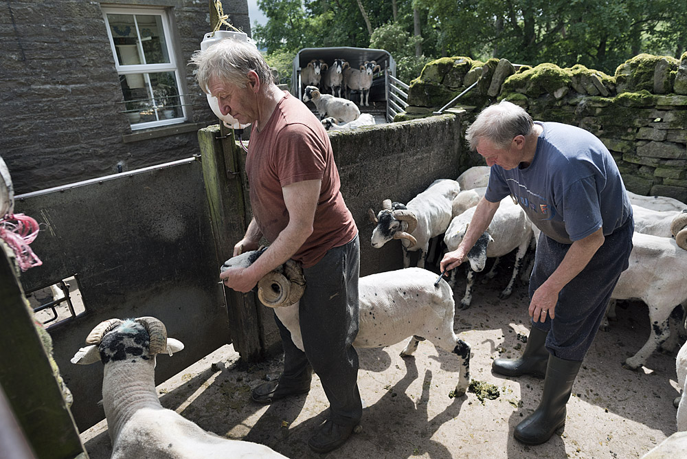 Marking and medicating sheep after shearing at Hoggarths Farm on a day of sunshine in July. 
