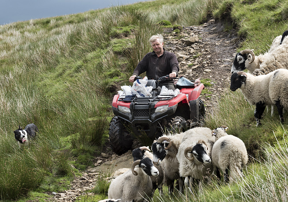 Bringing Swaledales in for shearing