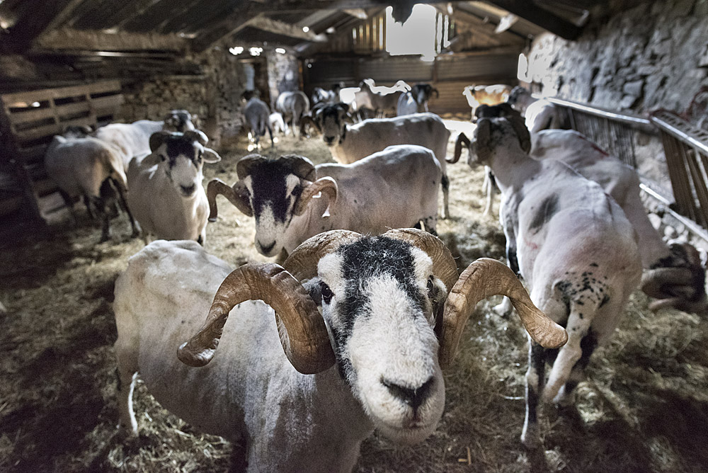 After shearing: shorn swaledales