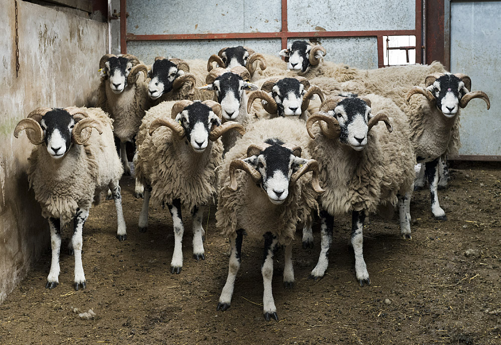 Young Swaledale tups awaiting shearing