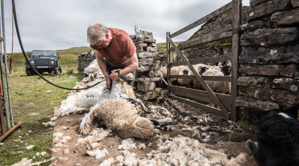 Shearing one of the Swaledales