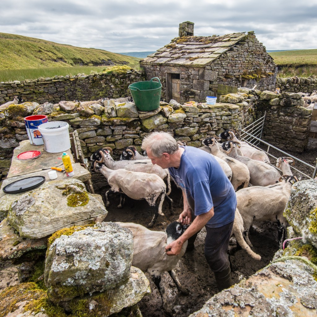 Chris Calvert marking up one of the newly shorn sheep