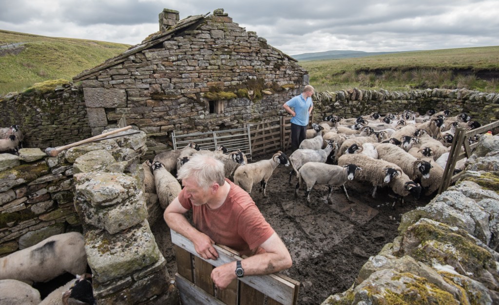 Looking over the flock to count the number remaining to be sheared