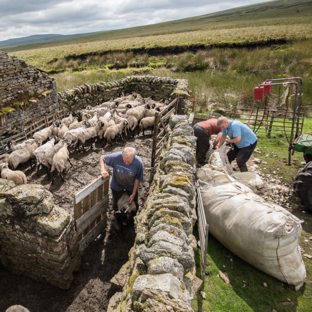 Chris carrying through one of the lambs for marking up with the black line along its back..