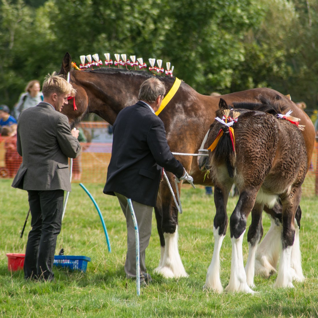 Carthorses at Kilnsey Show