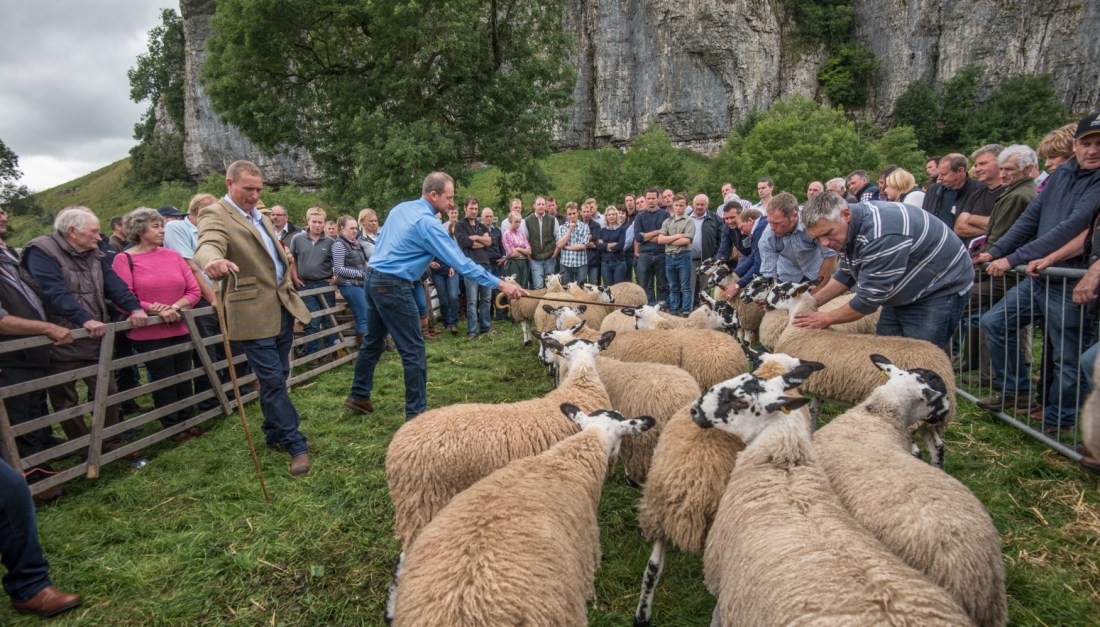 Judging Mules, Kilnsey Show