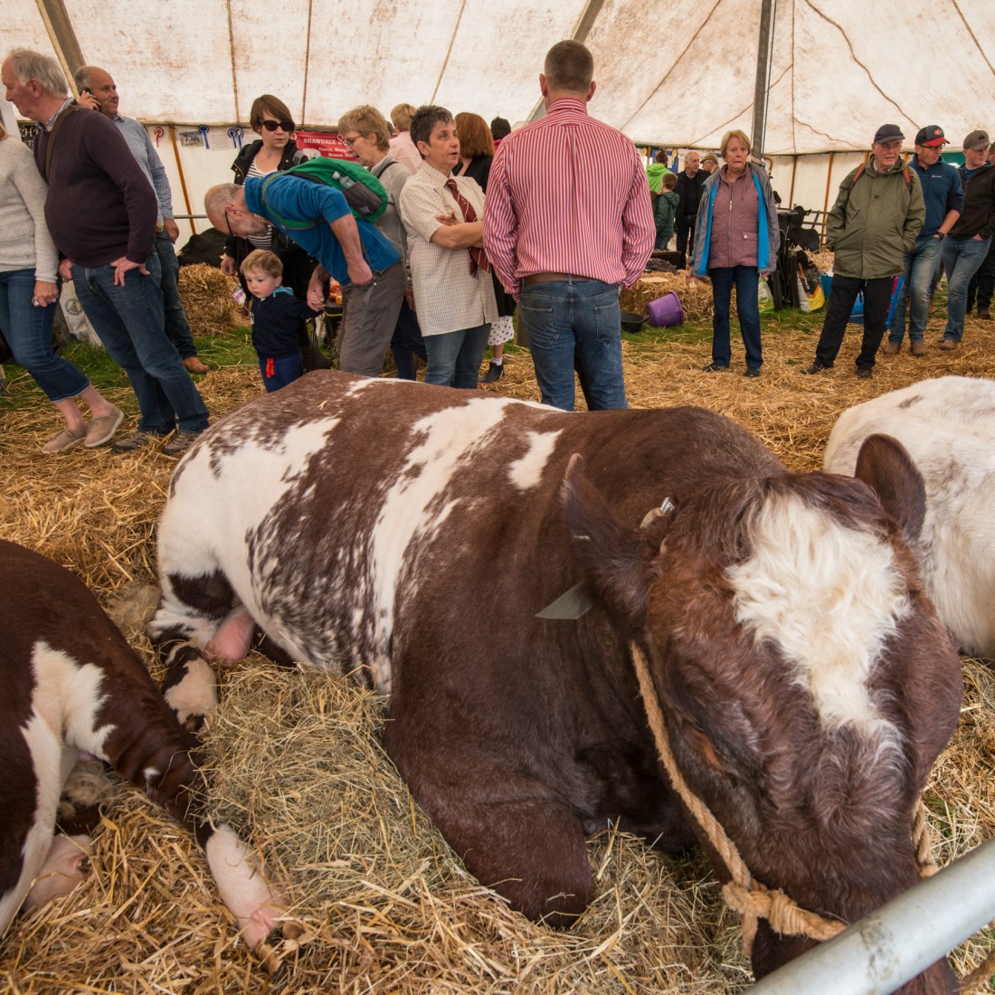 Shorthorn Bull, Kilnsey Show